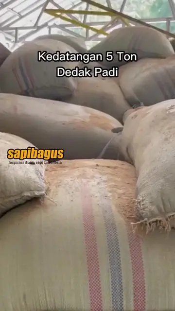 Dedak-Padi-Pakan-Ternak